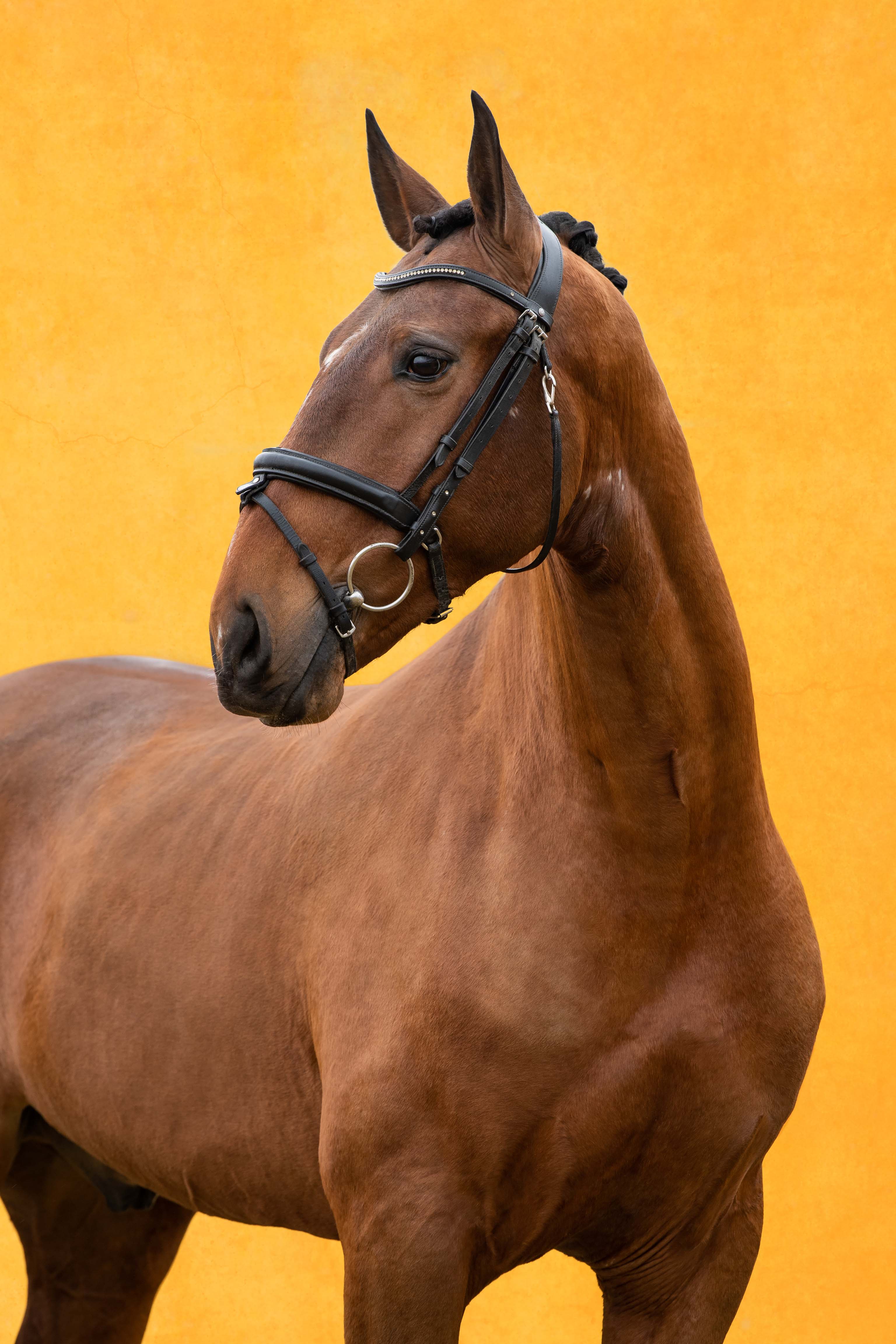 [REF #562] Super Lusitano gelding by Rubi AR | Lusitano World