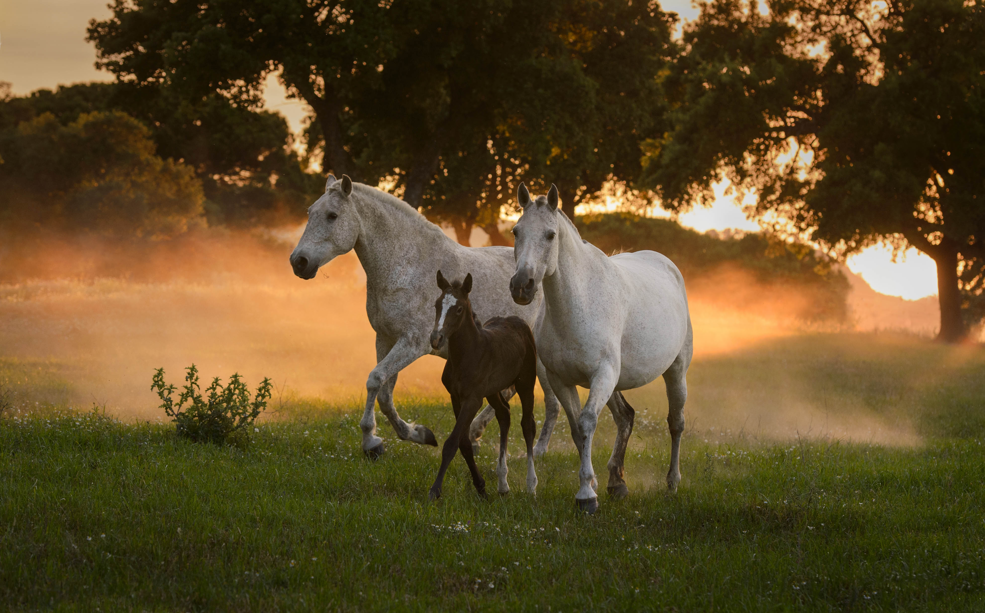 5-Day Lusitano Breeders Tour