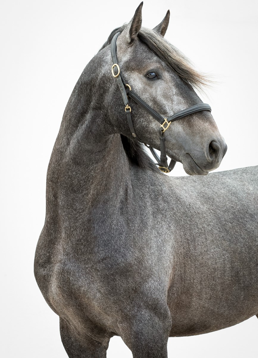 Mojo Horse World Lusitano Marrone 381002 Mojo Horse World Lusitano Marrone 381002