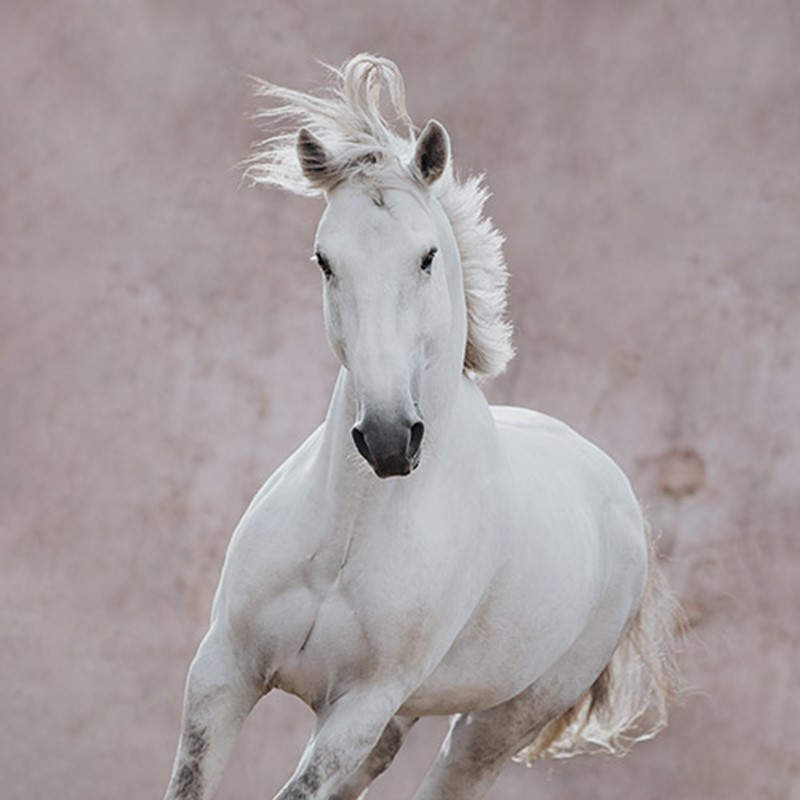 101 Equine Photography