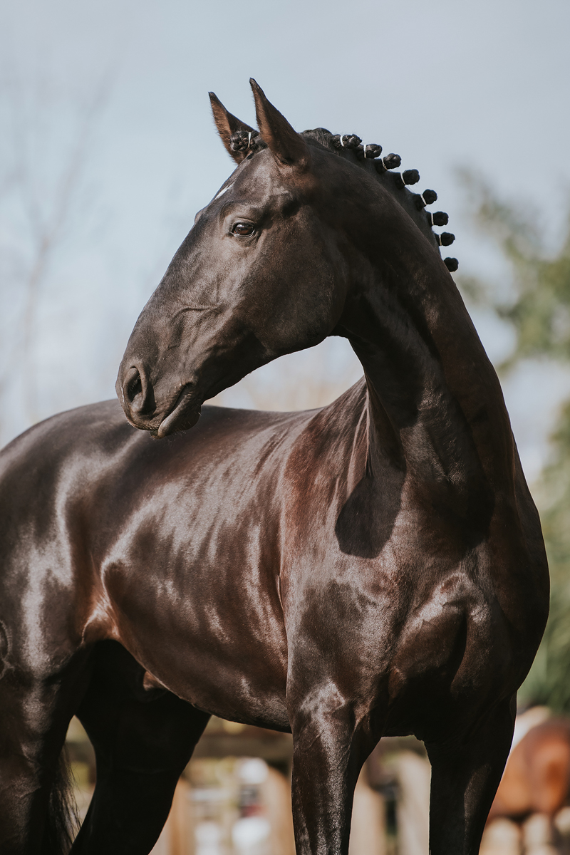 Ref 367 Attractive Typical Black Lusitano Stallion Lusitano World