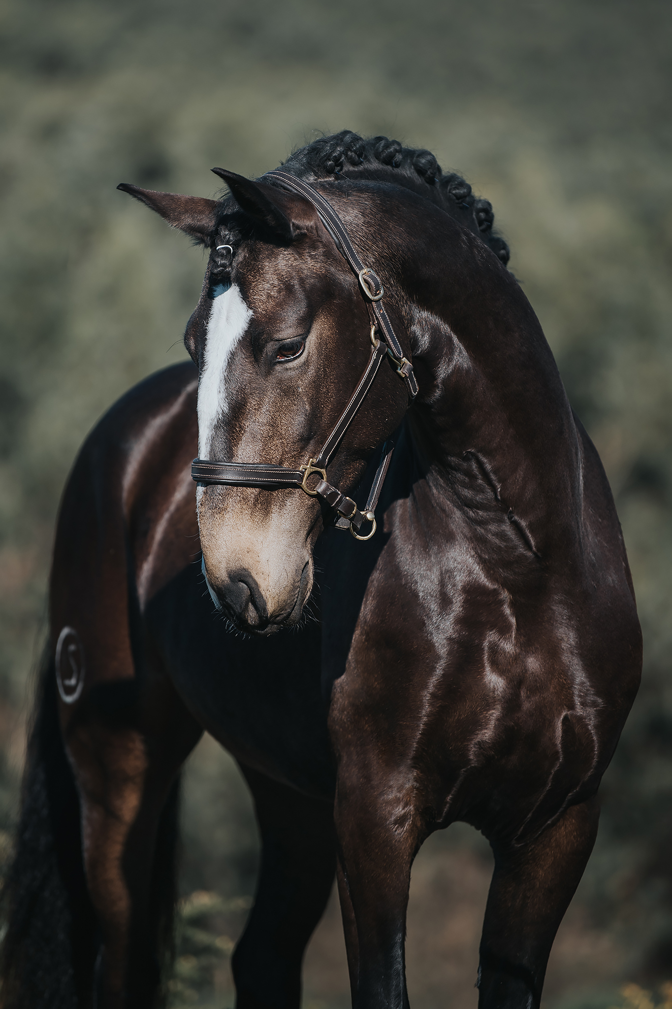 Lusitano World | Lusitano World