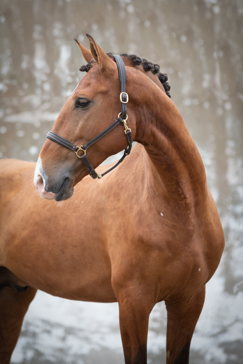 Lusitano Horses for Sale Lusitano World