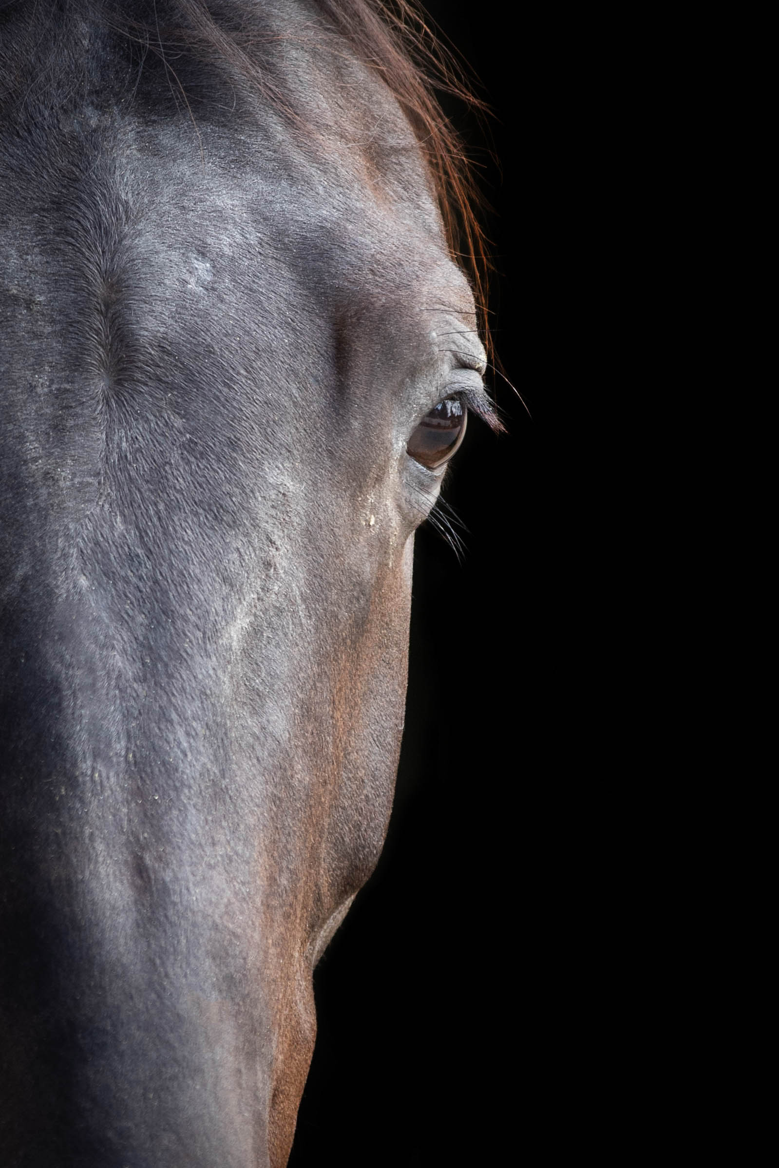 Portuguese Dressage Team for Tokyo Olympics