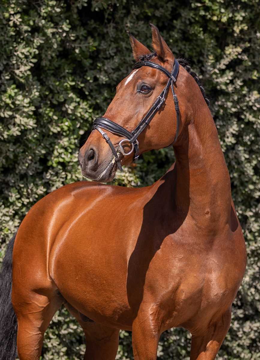 images Buckskin Horse Price lusitano horses for sale lusitano world