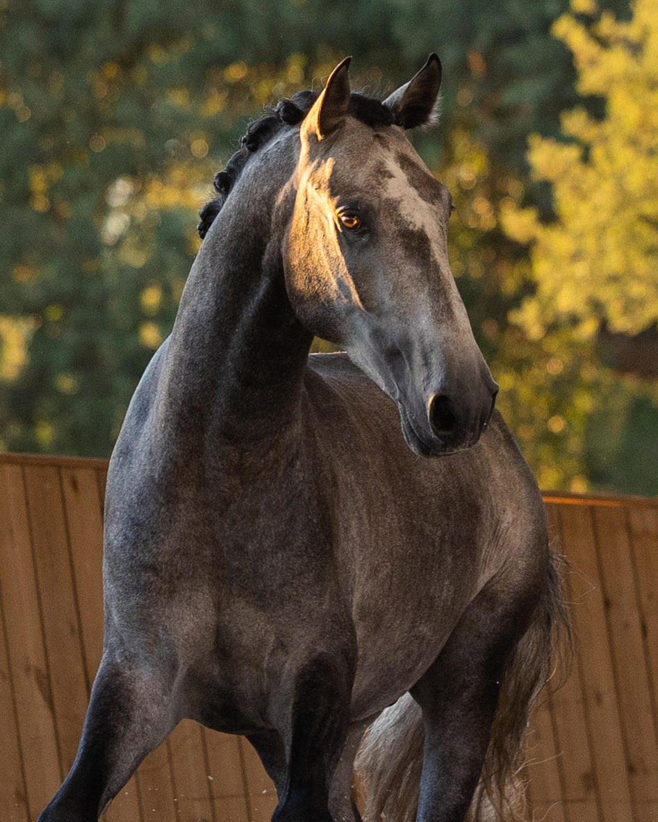Lusitano Horses for Sale Lusitano World photo
