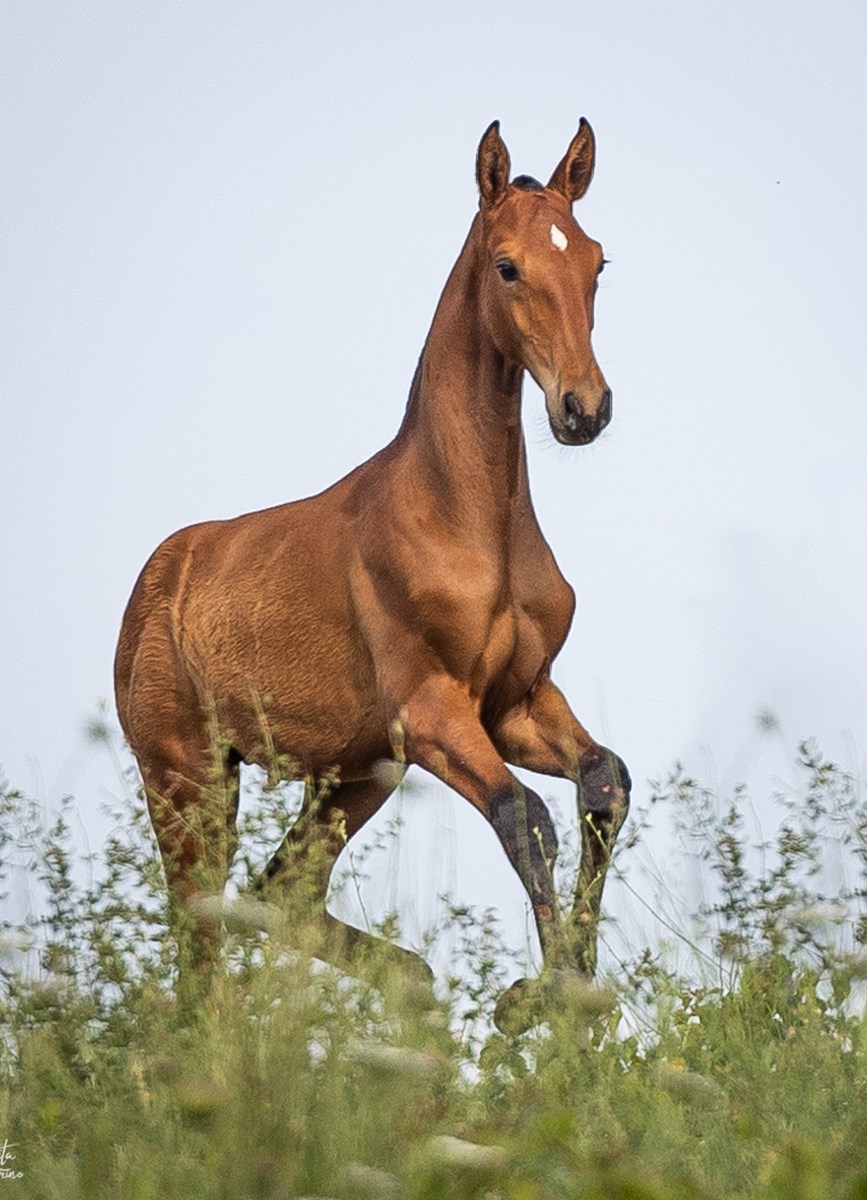 Que-Linda's foal