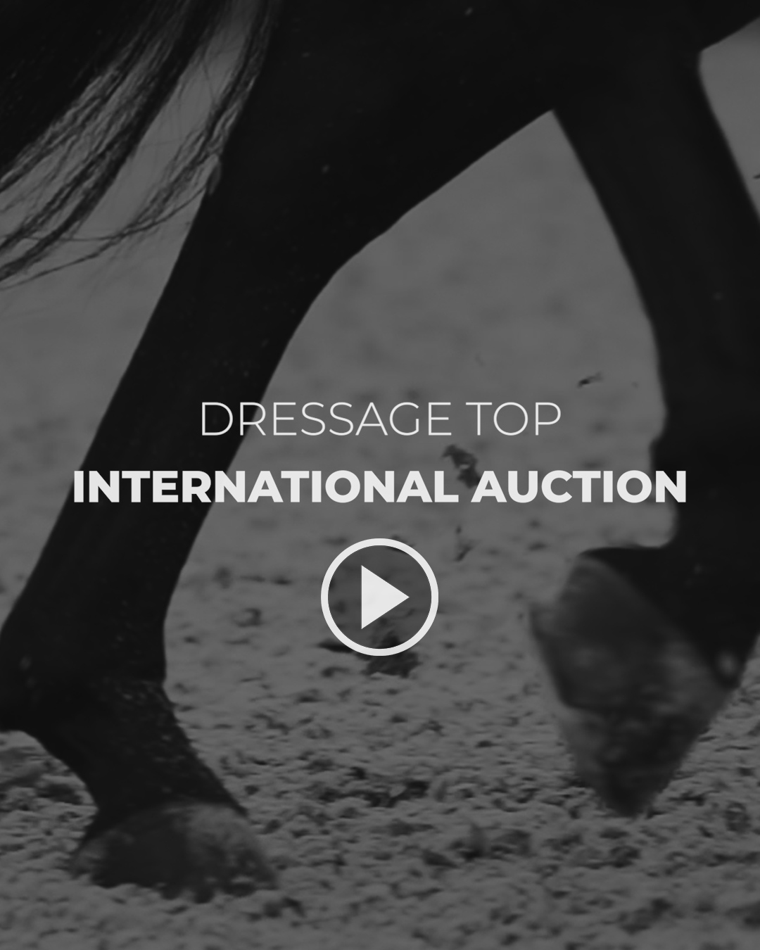 Dressage Top Auction