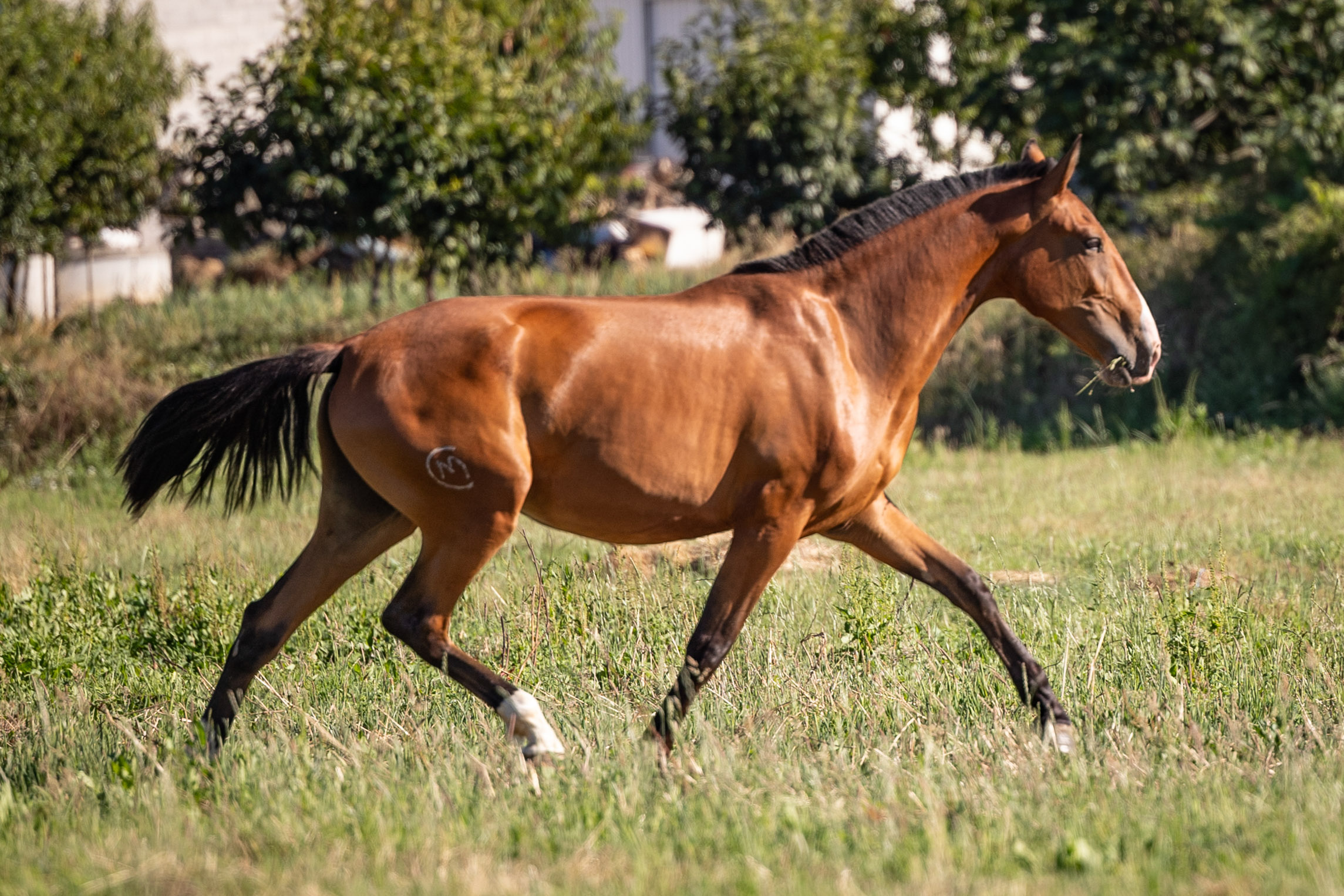 [REF #869] 2YO Lusitano filly: future broodmare or riding project ...