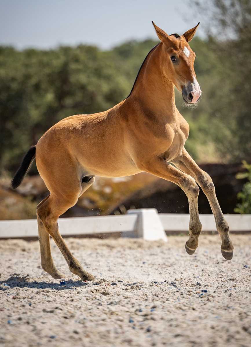 1036