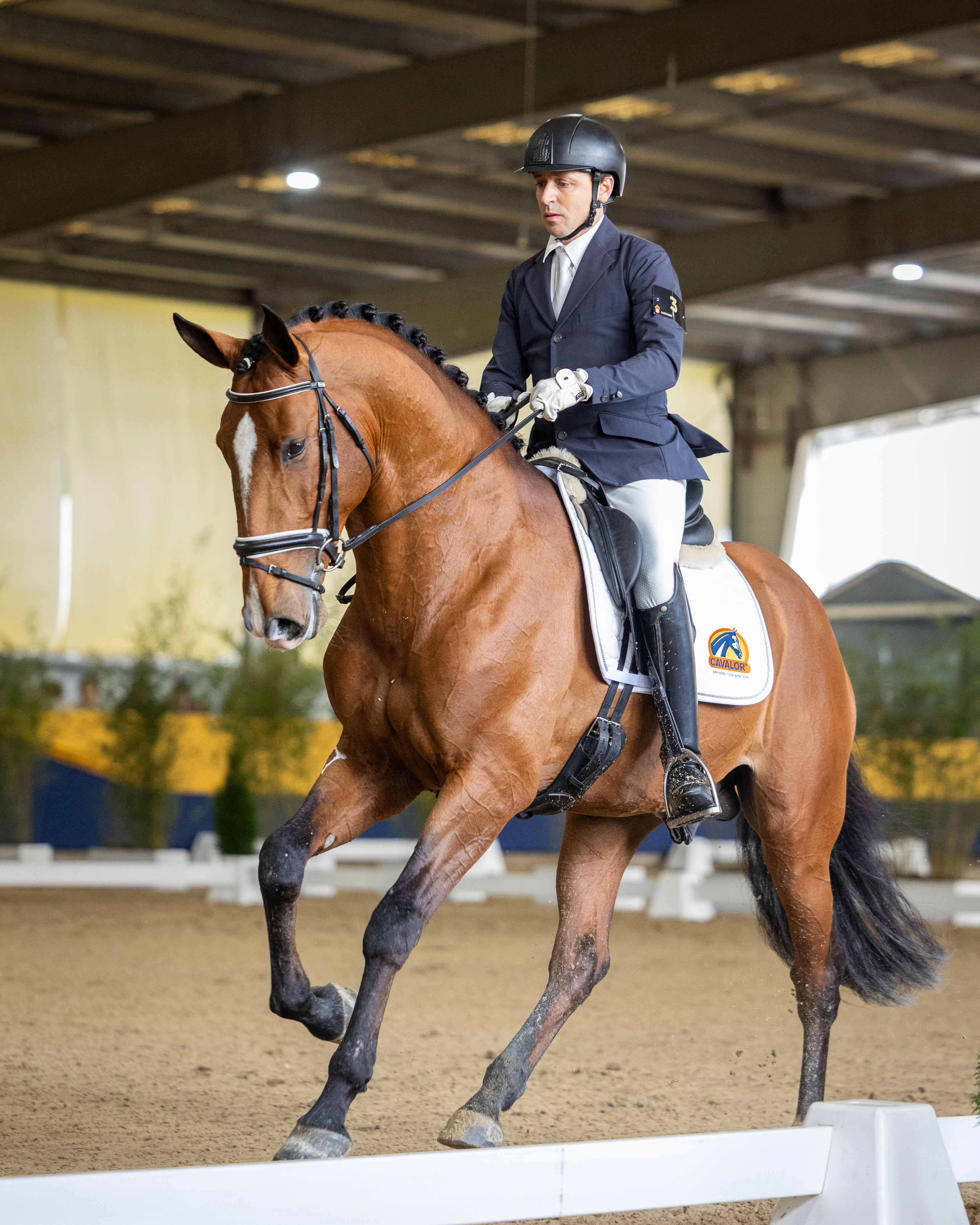 III Salão Cavalo Lusitano